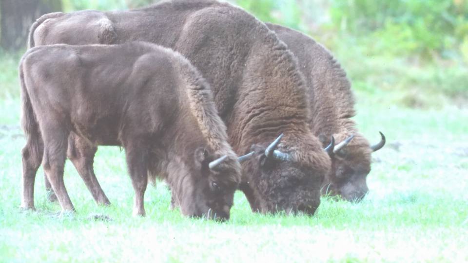 BIAŁOWIEŻA - POLSKA