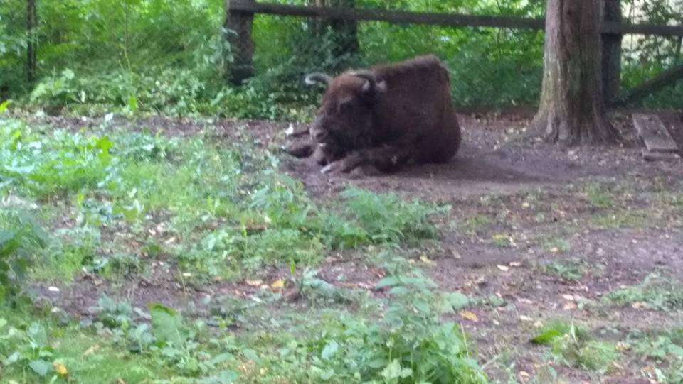 BIAŁOWIEŻA - POLSKA 2